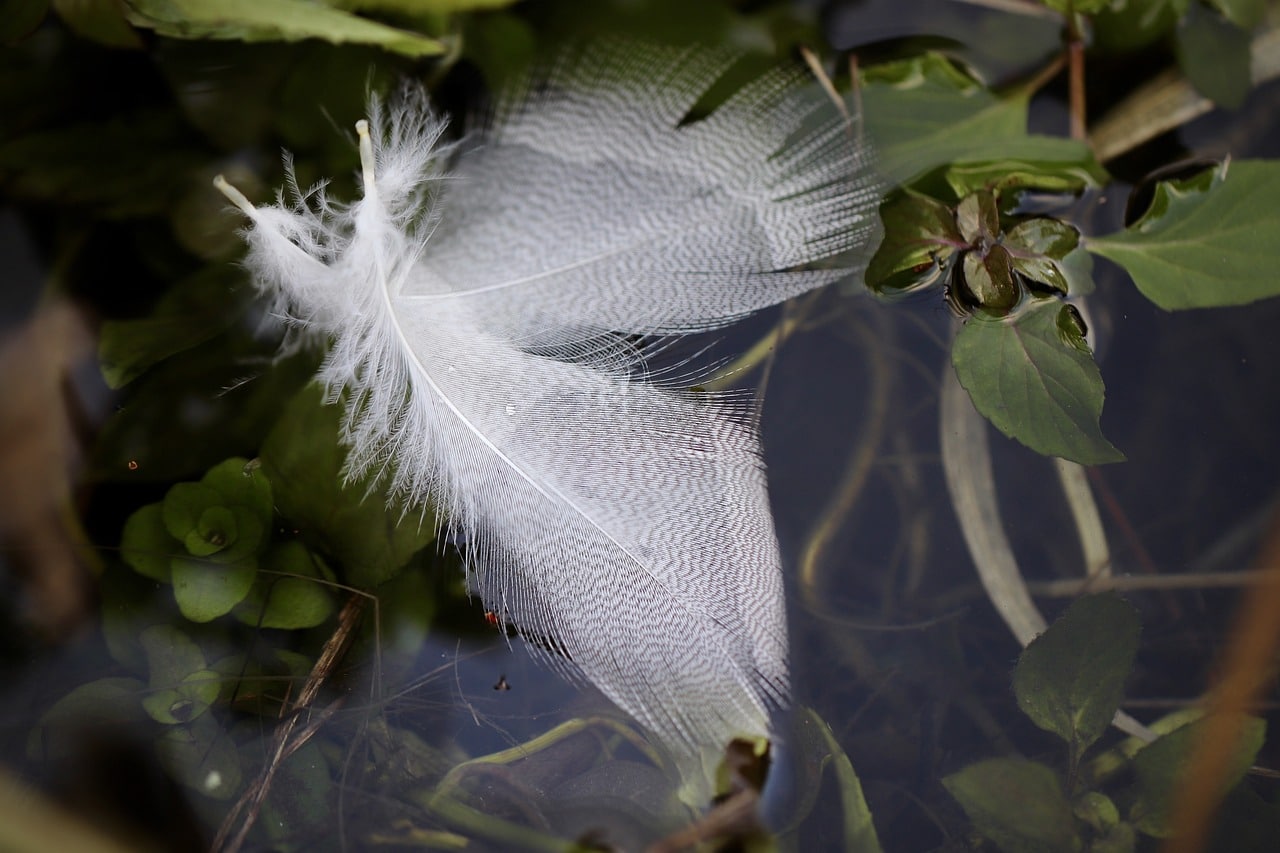 feathers, pond, duck feathers